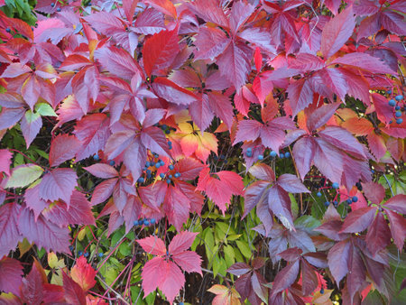 Autumn natural leaves backgroundの写真素材