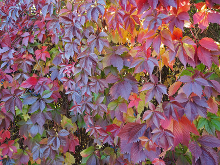 Autumn natural leaves backgroundの写真素材