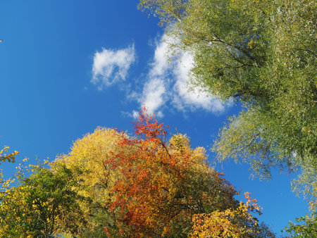 Autumn trees in the blue sky colorful backgroundの写真素材