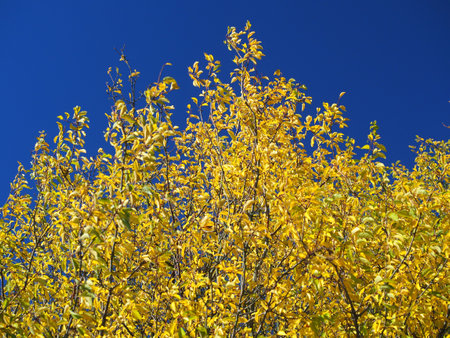 Autumn trees in the blue sky colorful backgroundの写真素材