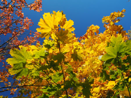 Colorful autumn leaves, colors of autumnの写真素材