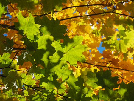 Colorful autumn leaves, colors of autumnの写真素材