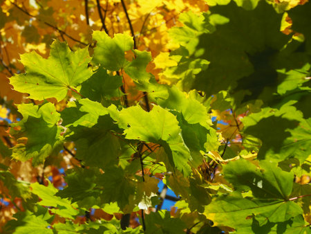 Colorful autumn leaves, colors of autumnの写真素材