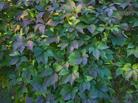 Virginia Creeper, natural wall, hedge, live fenceの写真素材