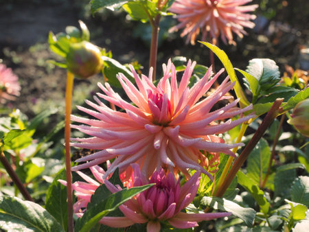 Cactus Dahlia in autumn gardenの写真素材
