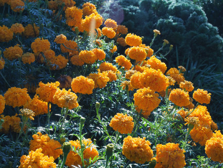 Marigold flower in autumn gardenの写真素材