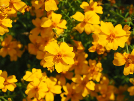 Beautiful yellow marigold flowers in autumn gardenの写真素材