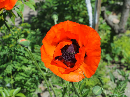 Opium red poppy (Papaver rhoeas) in the gardenの写真素材