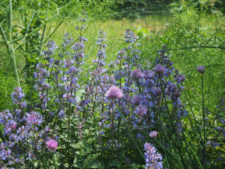 Purple flowers in the garden in the countryside in summer.の写真素材