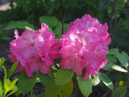 Rhododendron flowers in the garden in the summer.の写真素材