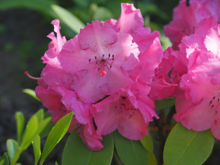 Pink rhododendron flowers with green leaves in the gardenの写真素材