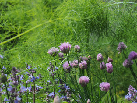 purple flowers of garlic on a background of fennel.の写真素材