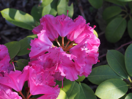 Pink rhododendron flowers in the garden, stock photoの写真素材