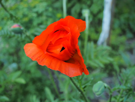 poppy flower in the garden, close-up of a flowerの写真素材
