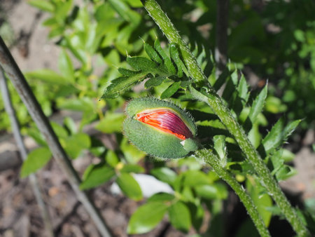 Red poppy flower bud in the garden on a background of green leaves.の写真素材