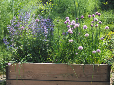 Blooming herbs in a wooden box in the garden on a sunny day, fennel, garlic, lavenderの写真素材