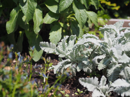 Green leaves of artichoke plant in a garden, close upの写真素材