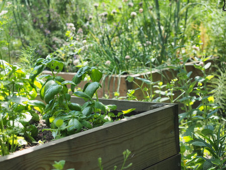 Vegetable garden in a wooden box on a summer sunny dayの写真素材