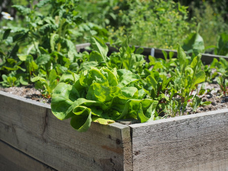 Lettuce growing in a wooden box in the garden. selective focus.の写真素材