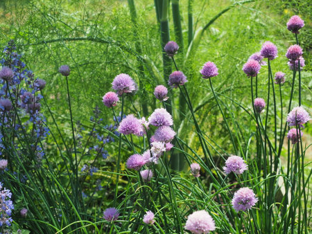 Purple flowers of chives on a background of green plants.の写真素材