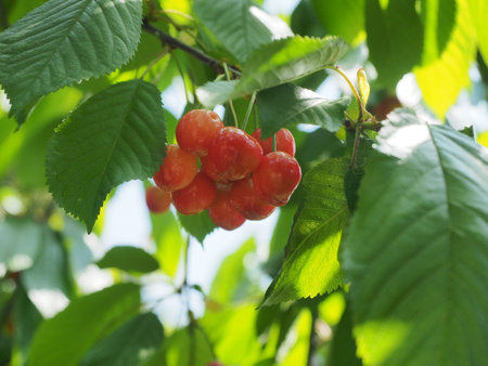 Ripe red cherries on the branch of cherry tree in the gardenの写真素材