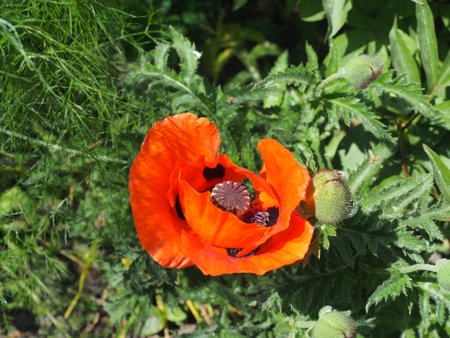 Beautiful red poppy flower in a garden on a sunny summer dayの写真素材
