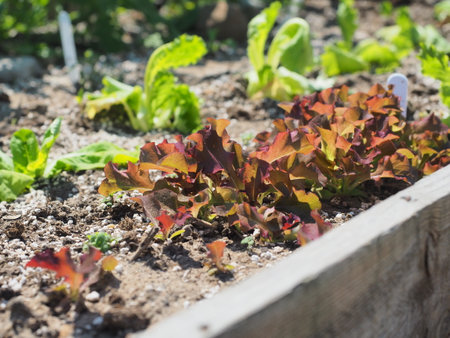 Lettuce growing in a garden bed. selective focus.の写真素材