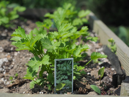Coriander seedlings growing in a vegetable garden. selective focus.の写真素材