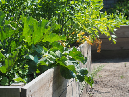 Organic vegetables growing in a vegetable garden on a sunny summer day.の写真素材