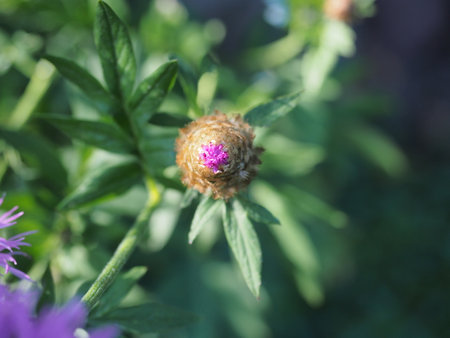 Cornflower (Centaurea cyanus) bud on a green backgroundの写真素材