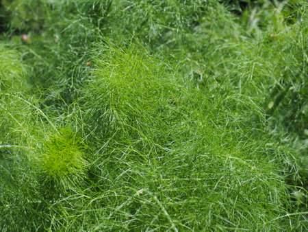 Fresh green fennel growing in the garden. Close-up.の写真素材