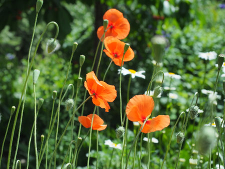 Poppies and daisies in the summer meadow.の写真素材