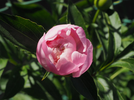 Beautiful pink peony flower in the garden on a sunny dayの写真素材