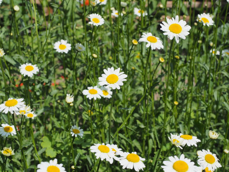 Beautiful daisies in the garden on a sunny day.の写真素材