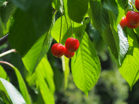 Red cherries on a branch of cherry tree in the garden.の写真素材