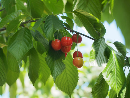 Cherries on the branch of cherry tree with green leaves.の写真素材