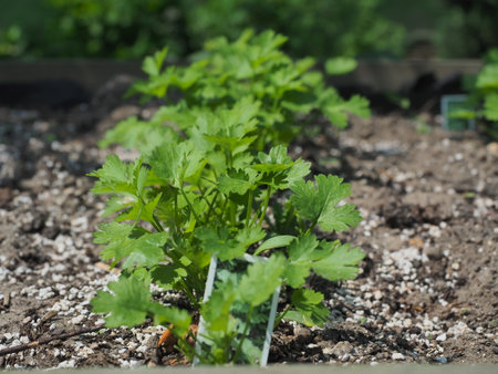 parsley, coriander plant growing in the garden, closeup of photoの写真素材