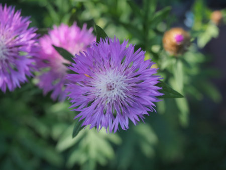 Centaurea cyanus, cornflower or bachelor button flowerの写真素材
