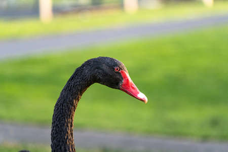 Black Swan sitting on the grassy lake shore during sunsetの写真素材