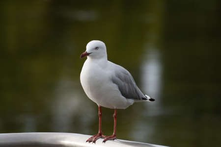 Australian White Seagull resting by the lake