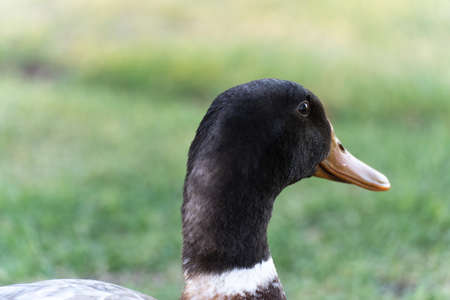 Closup photo of an Abacot Ranger duck on the grass bed shore of a lakeの写真素材