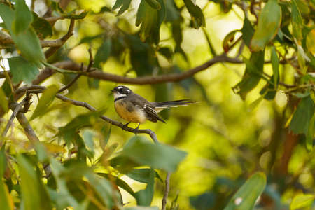 Grey Fantail Bird sitting in a treeの写真素材