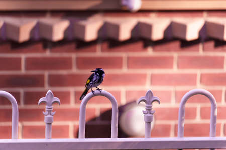 New Holland Honeyの写真素材