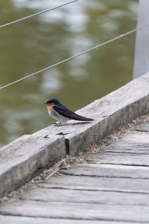 Welcome Swallow Hirundo neoxena Small Bird sitting by the lakesideの写真素材