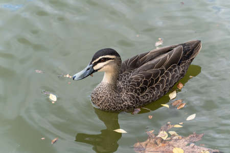 Pacific Black Duck Swimming in a lakeの写真素材