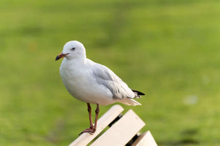 White Australian Seagull Bird Sitting by the Lakeside Shoreの写真素材