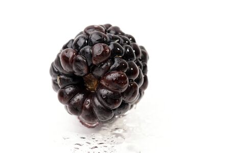 blackberry on a white backgroundの写真素材