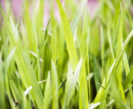 green grass during the spring. Background