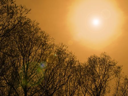 direct sun with tree and lens flareの写真素材