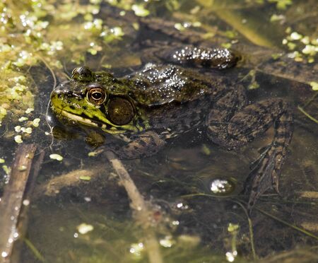 beautiful green frog in is element. swamp and water. Focus on the eyesの写真素材